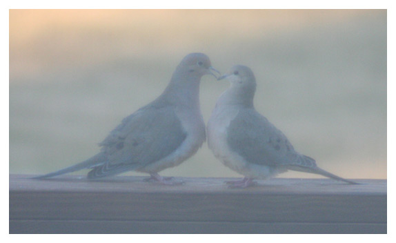 Love's Doves